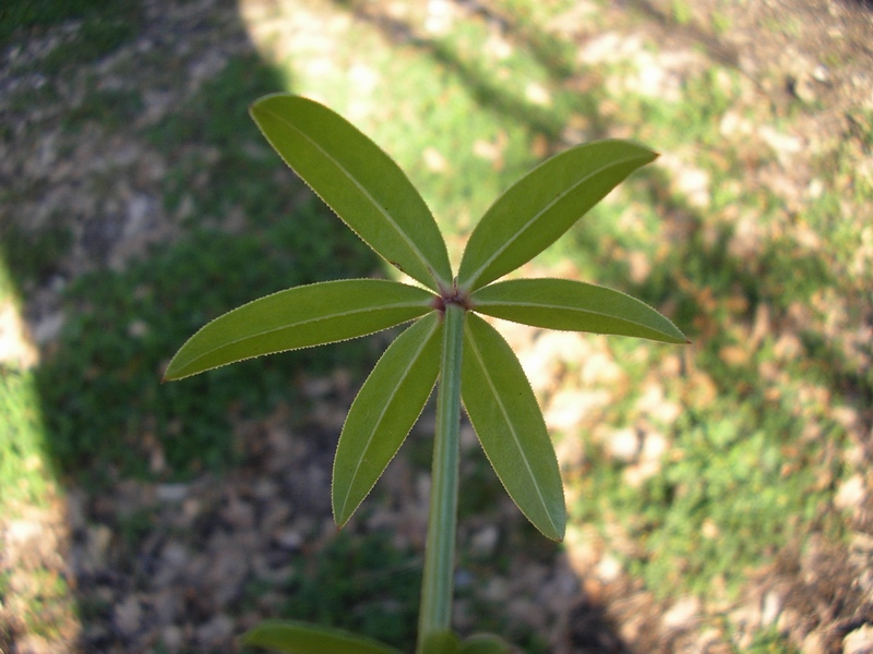 Rubia peregrina / Robbia selvatica